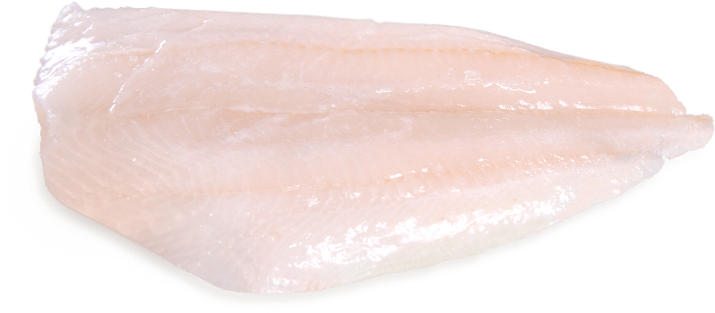 turbot